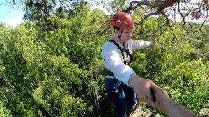 Say A A A! Дерево 26 июня 2022г 3