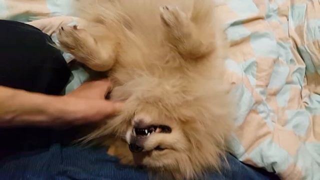 тискаю шпица смотреть онлайн