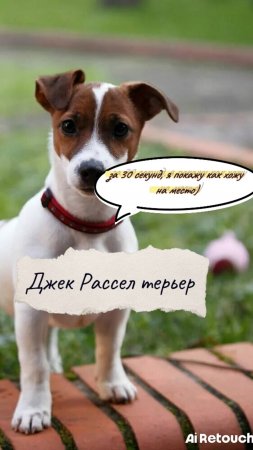 Джек рассел терьер. Общий курс дрессировки