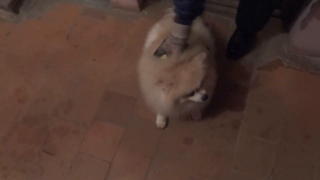 Прикольное видео !  Шпиц