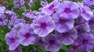 Флокс метельчатый РАЙОНАНТ  'Rayonnant' (=Crepuscule)- выведен Лемуаном в 1893 году.