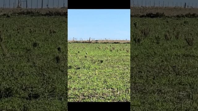 Гонки по полям 😀🧐 #трактор #сельхозтехника #agriculture #тракторист #сельское_хозяйство