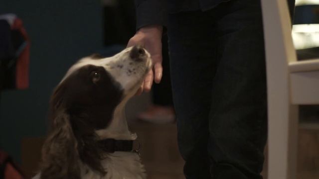 Собака плакала в приюте провожая хозяев. Вы не поверите что случилось дальше!