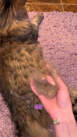А кто у вас живет?😹 #графсракула #юмор #котики