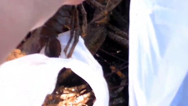 Ловля раков смотреть онлайн