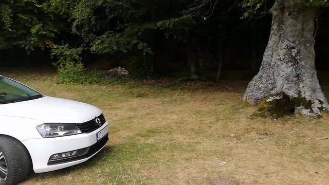 Пикник под Бузлуджа смотреть онлайн