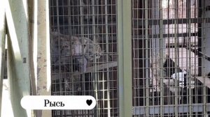 Зоопарк Садгород во Владивостоке. Экзотические животные, львы, тигры, макаки