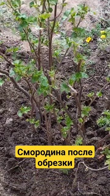 Черная смородина после обрезки. #дача #огород #смородина #обрезкасмородины