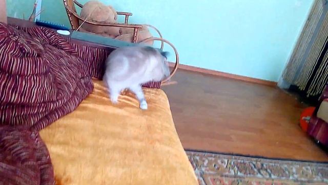 Удачно заснял :) смотреть онлайн