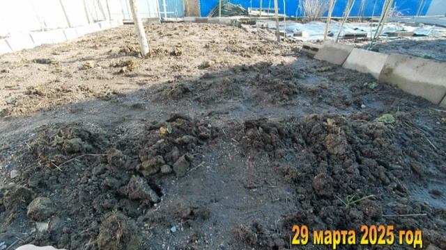 7 соток. Очищаю клубнику от прошлогодних листьев, сажаю свежие усики клубники. Хроника 29 марта