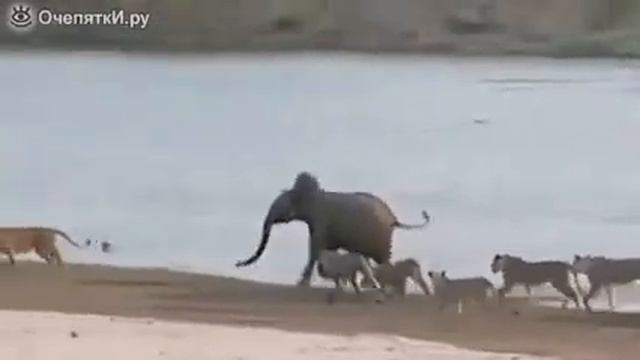 Слон vs Львы смотреть онлайн