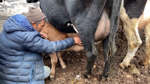 БОЗОРИ ДУШАНБЕ НАРХО АРЗОН МОЛО АРЗОН ШИДАН