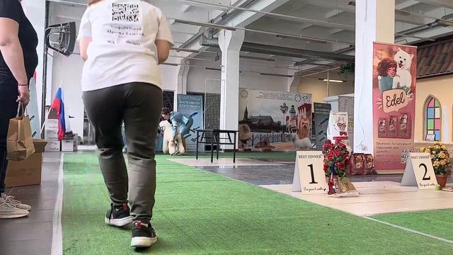 Монопородная выставка пуделей Калининград 27.04.24 смотреть онлайн