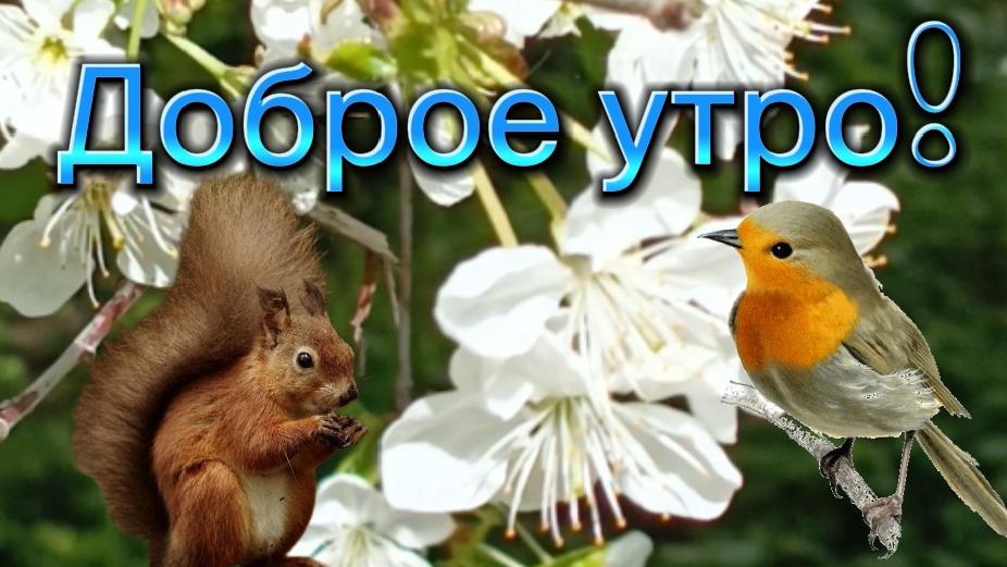 Доброе утро! Добрый день! Отличного настроения! Красота природы!
