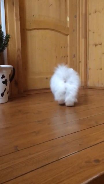 Белая девочка шпица3 смотреть онлайн