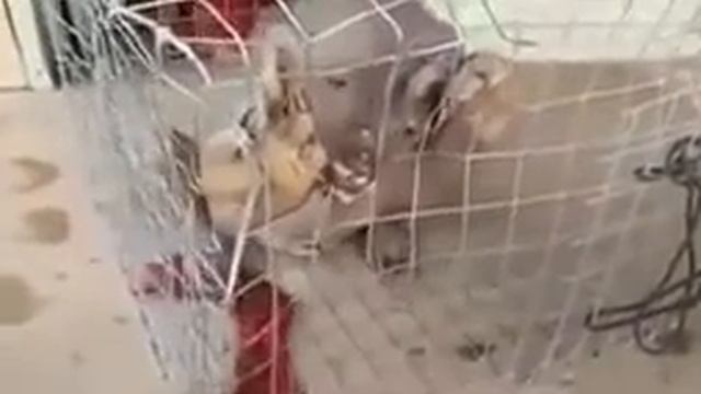 ЧУПАКАБРА СУЩЕСТВУЕТ! НЕ ВЕРИТЕ? СМОТРИТЕ САМИ!!! смотреть онлайн