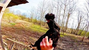 Кто нападает на моих животных ? Теперь я знаю ! ХУТОР В ЛЕСУ №668