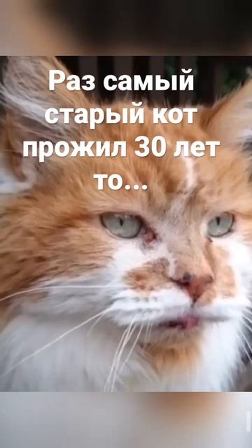 Самая старая кошка в мире #cat смотреть онлайн