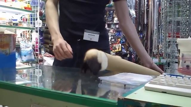 }|{ опа-горностай смотреть онлайн