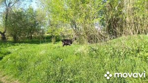 Стоимость и себестоимость козьего молока в моём хозяйстве