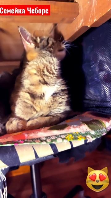 Мысли вслух #кот #кошки #cat #животные #музыка #котики #блогер #милашки #pets #pet #семья #интервью смотреть онлайн