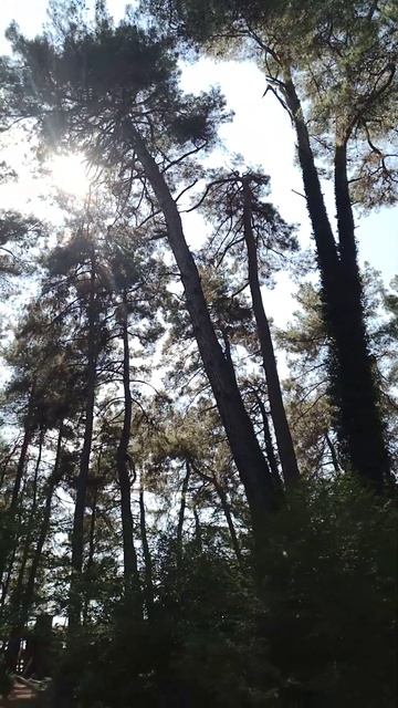 Реликтовые сосны на мысе Пицунда сегодня Абхазия смотреть онлайн