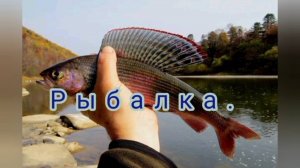 Осенняя рыбалка.🎣Кадры пойманной рыбки! Хариуса и Леночка.🐟🐟🐟