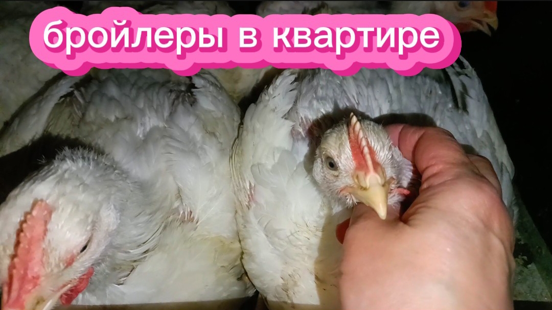 Бройлеры мигрируют по квартире😁из комнаты на кухню🐔🐥🐣
