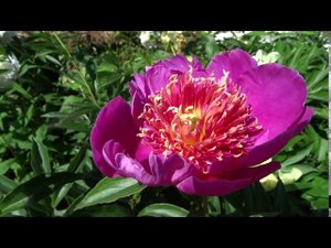 Пион ЛЕСЛИ ПЕК - Paeonia LESLIE PECK: обзор, описание, цветение, отзыв