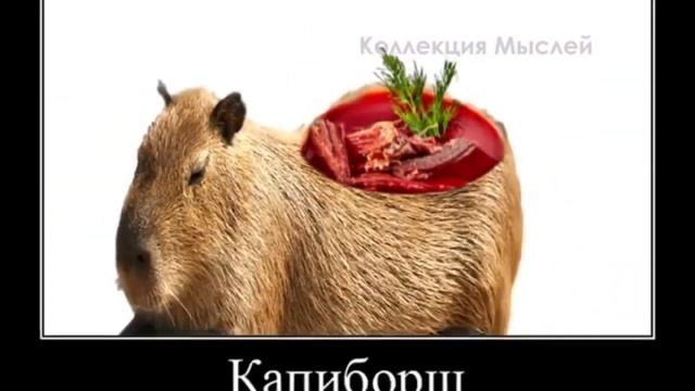 Капибара шиза наоборот быстро funny