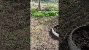 Потихоньку убираюсь в огороде.