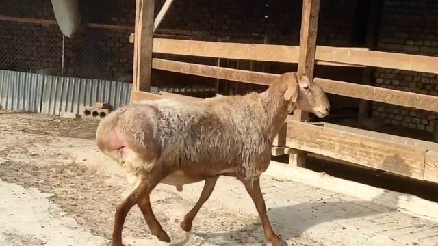 2 жасар бойы 95 см гиссар кошкар ☎️ 998670442 смотреть онлайн