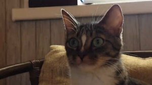 ВЬЕТНАМСКИЕ ФЛЭШБЭКИ