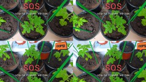 Огурцы, помидоры и перец (выращивание на балконе)