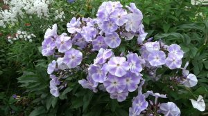 Флокс Просперо - обзор, описание, цветение, отзыв