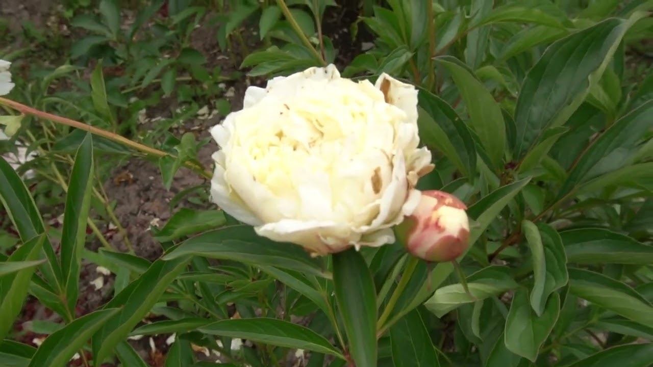 Снежный Шар, - Фомина Т.И.,  1962 г. смотреть онлайн