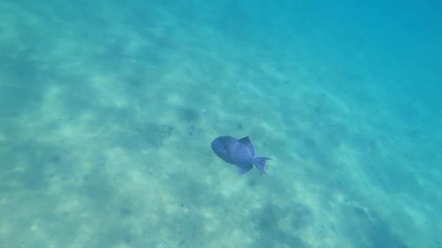 Египет г.Хургада, отель Аллибаба июль 2021г. смотреть онлайн