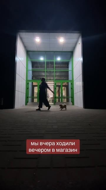 Запасной БОРОДАЧ😃 #pomeranian #померанскийшпиц #шпиц #немецкийшпиц #смешныеживотные смотреть онлайн