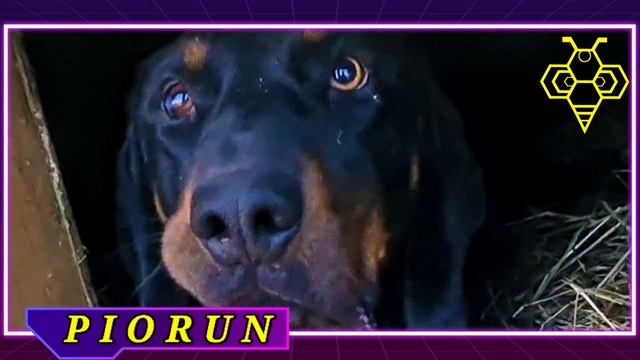 Buda dla Pioruna - ocieplona do środka trafiło sianko idelane na zimę #piorun #gończy #dolnośląskie смотреть онлайн