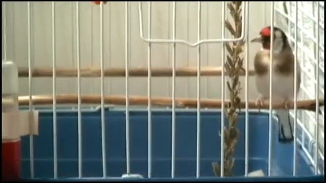 Щеглы.(26.10.2015). смотреть онлайн