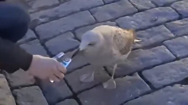 Ручная птичка в Выборге. смотреть онлайн