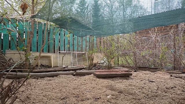 Что мои куры думают о вышивке дзене и о коллективизме