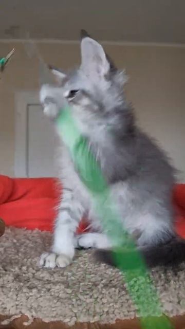 котёнок мейн кун из питомника Страна Гулливеров, gulliver-coon.ru