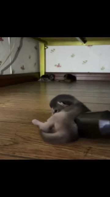 Котики (26) смотреть онлайн