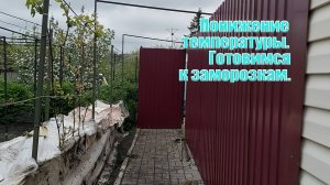 Понижение температуры | Защитите свой виноградник