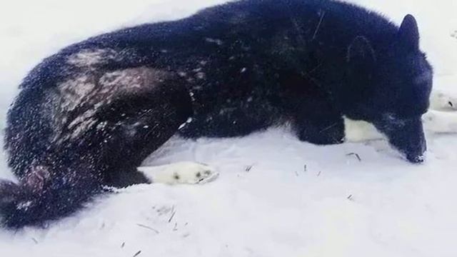 Собаку уже сковал лёд, она замерзала в снегу, посмотрите кто пришёл ему на помощь смотреть онлайн