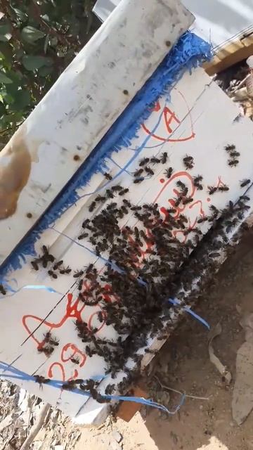 وهذه الخلية يتيمة أعطيتها المليكة ليتعرف عليها نحل من بعد إطلاقها في الخلية الملكية نحل متحميس 👍 смотреть онлайн