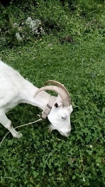 козочка❤️По имени "Фиалка" #топ #music #love #cover #travel #lovesongs #remix #animals #коза смотреть онлайн