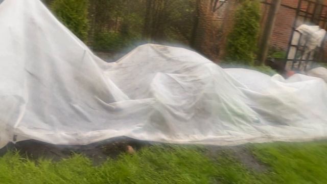 Снег идёт… Борюсь за розы… смотреть онлайн