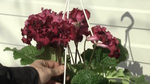 Стрептокарпус DS-Вечность